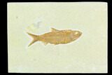 Fossil Fish (Knightia) - Green River Formation #122898-1